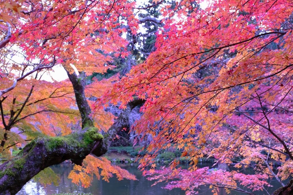 成田山公園 紅葉の有名スポット 混雑するので早い時間がおすすめ もぐパラ