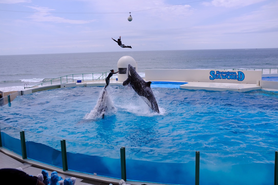 鴨川シーワールド １日遊べる海のテーマパークで大迫力のシャチショー観覧 もぐパラ