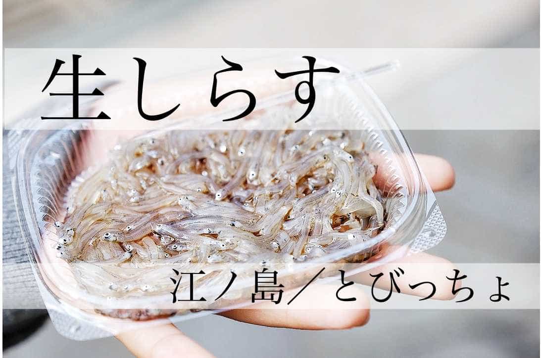 とびっちょ 江ノ島 新鮮な 生しらす が美味い プリプリ プチッとした感触が最高 もぐパラ