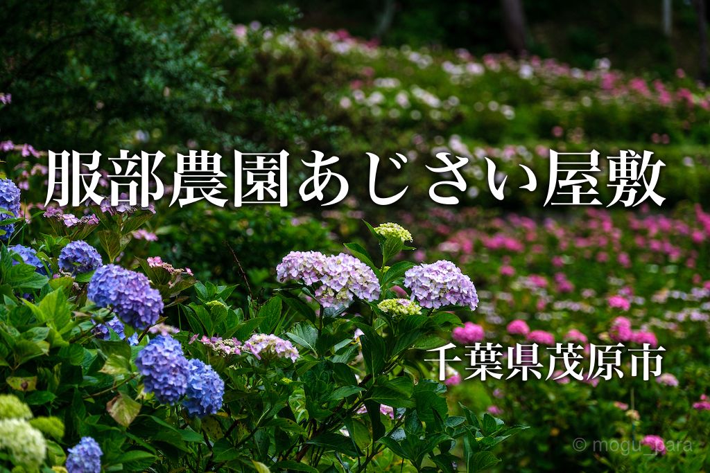 服部農園あじさい屋敷 これは絶景 山の斜面に広がる紫陽花 もぐパラ