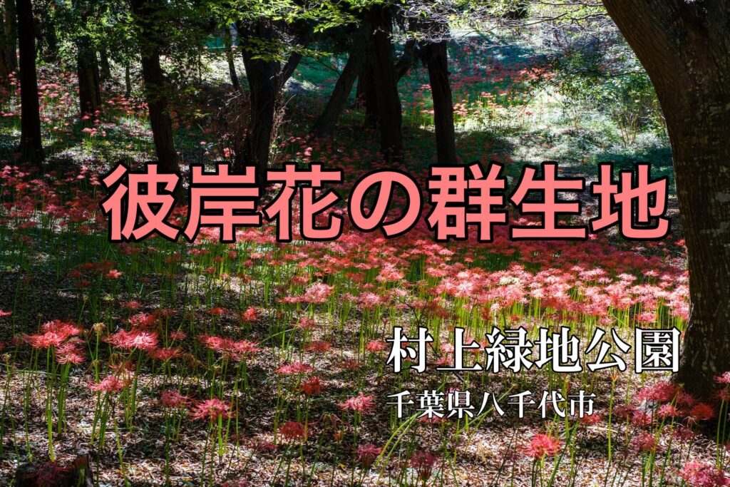 村上緑地公園 八千代市 の彼岸花 木立に咲く万球が圧巻 もぐパラ